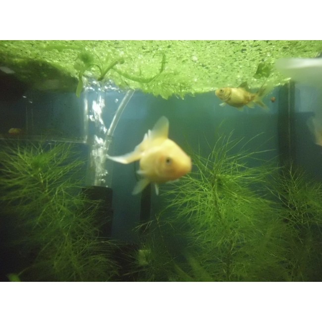 Pez Caracio Oranda