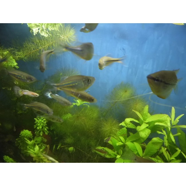 Pez Danio Malabaricus o...
