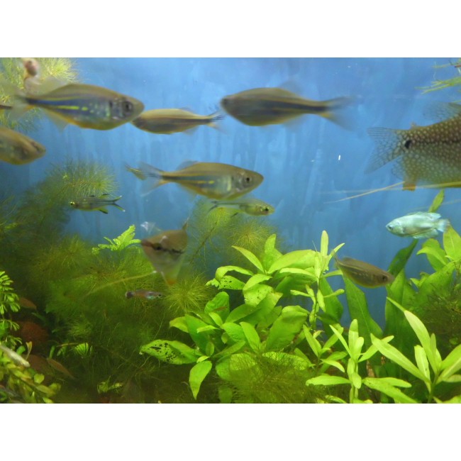 Pez Danio Malabaricus o...
