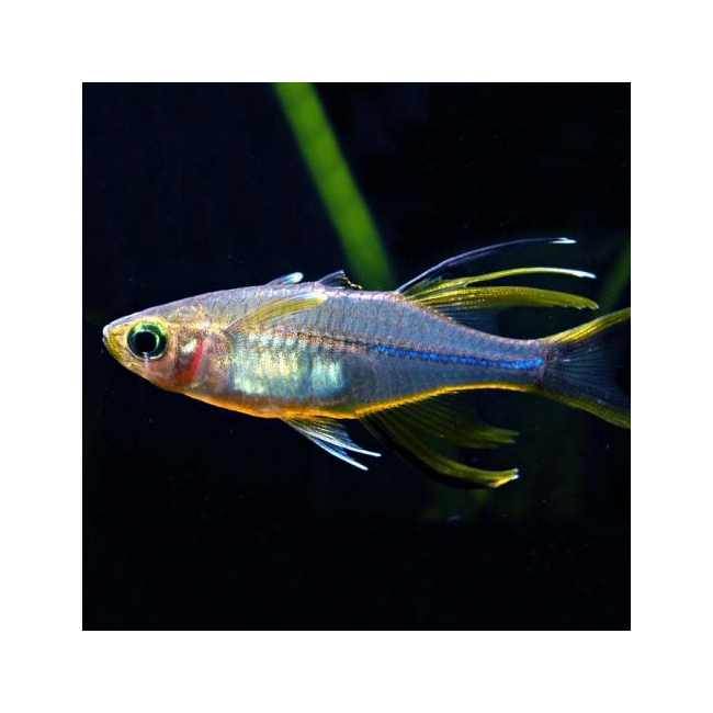 Pez Arcoiris de celebes