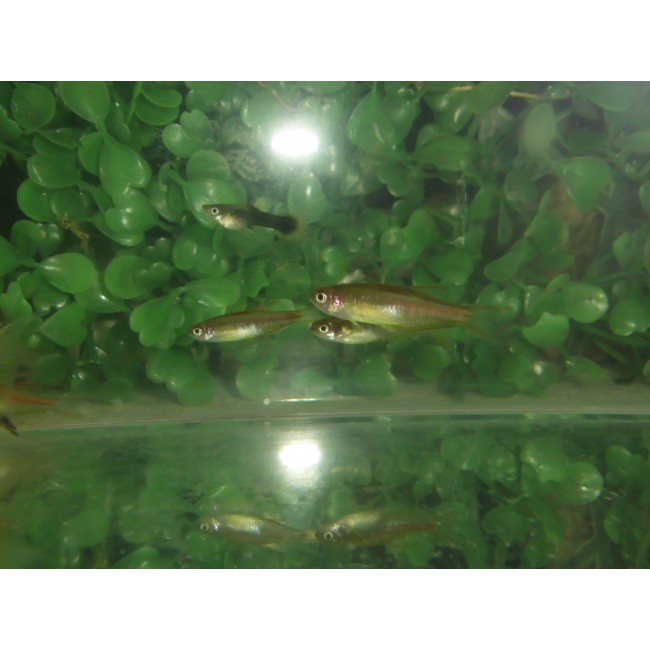 Danio Glow Light