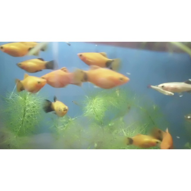 Platys red top