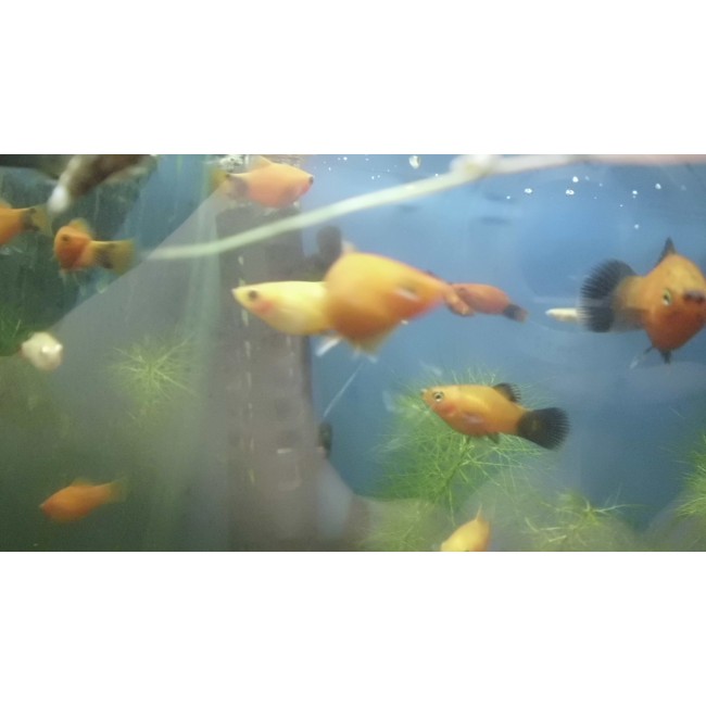 Platys red top