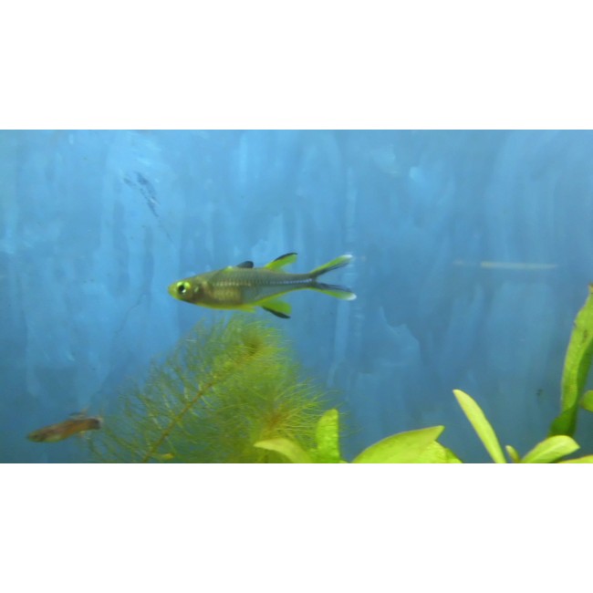 Pez Arcoiris de celebes