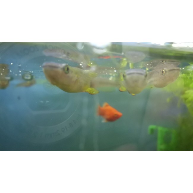 Killie Fish