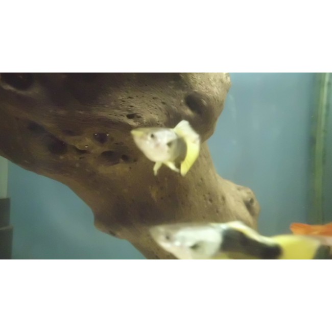 Pez Guppie macho importado