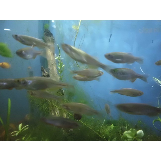 Danio Perla