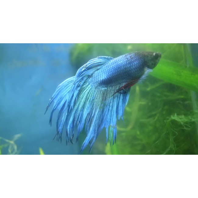 Pez betta Crowntail