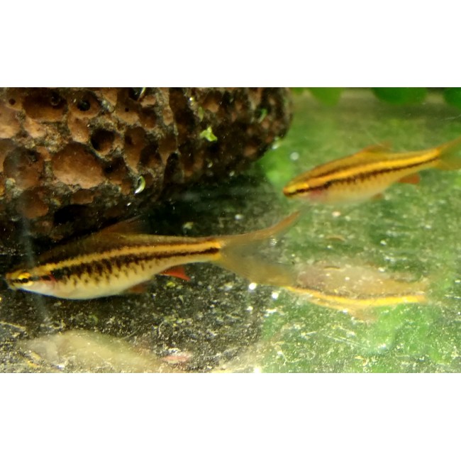 Titeya Velifera