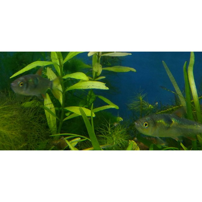 Tetra Exodon