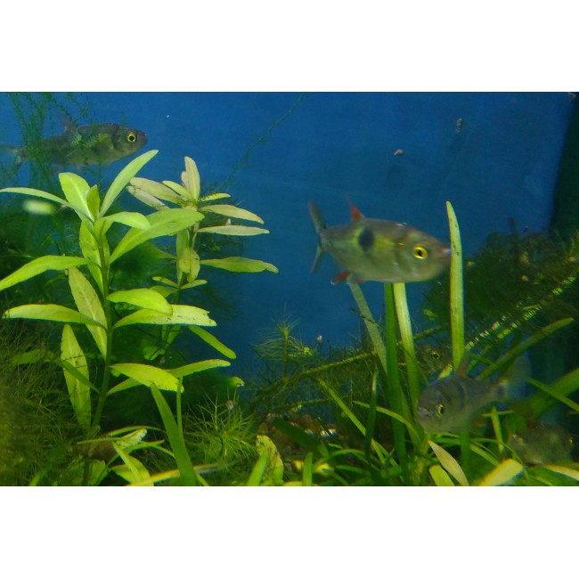 Tetra Exodon