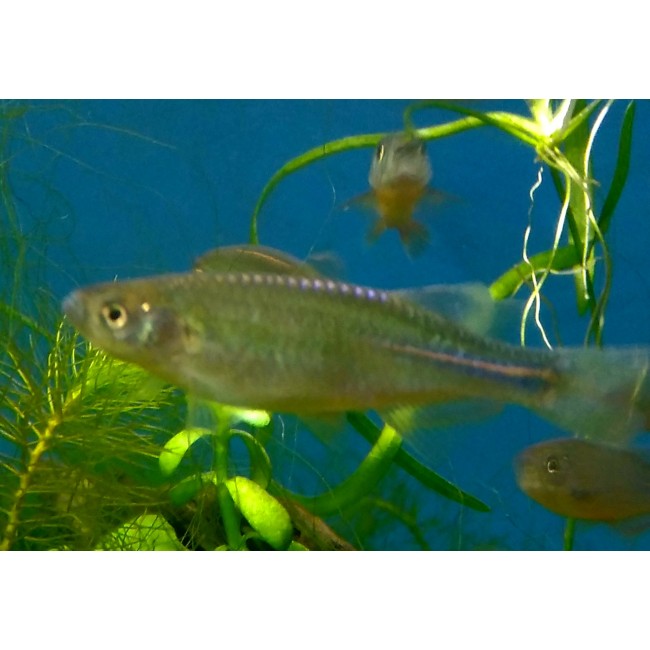 Danio Perla