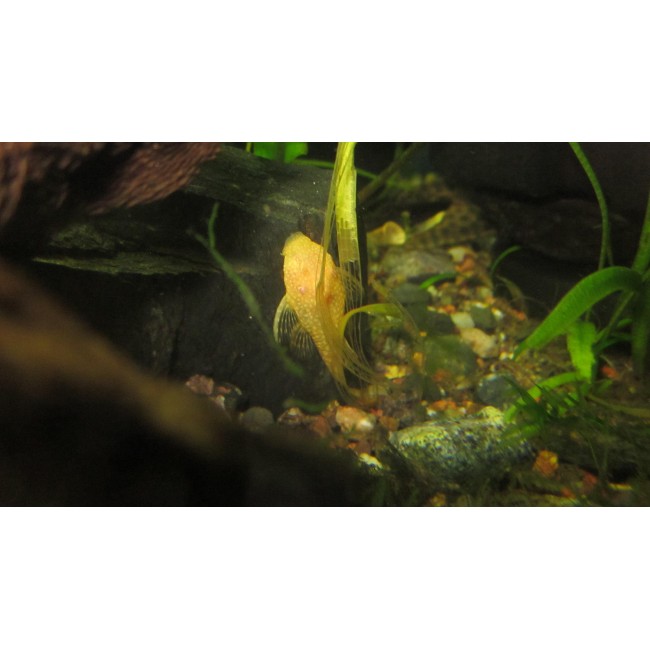 Ancistrus Albino