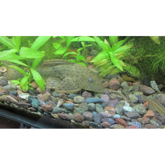Pez Plecostomus
