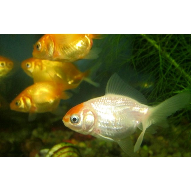 Pez Caracio Oranda