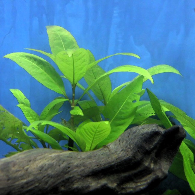 Planta Cerezo