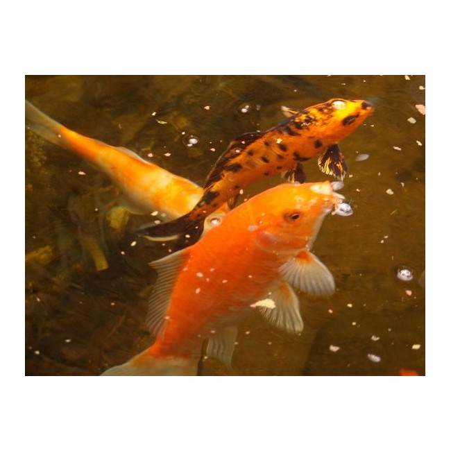 Pez Koi