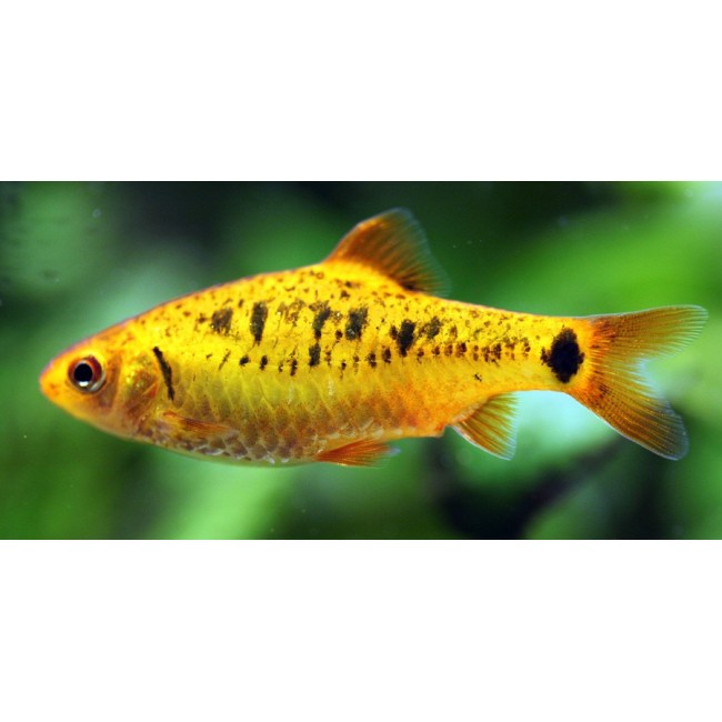 Barbo Shuberty