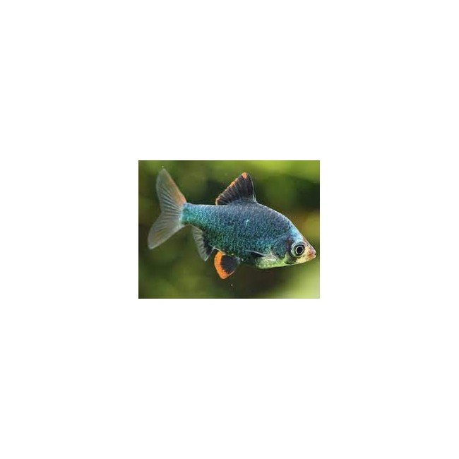 Barbo Verde