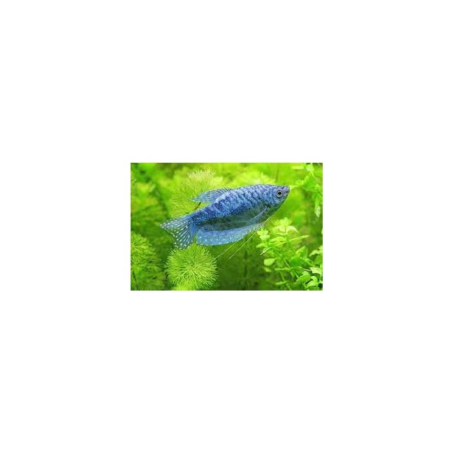 Tricho Azul
