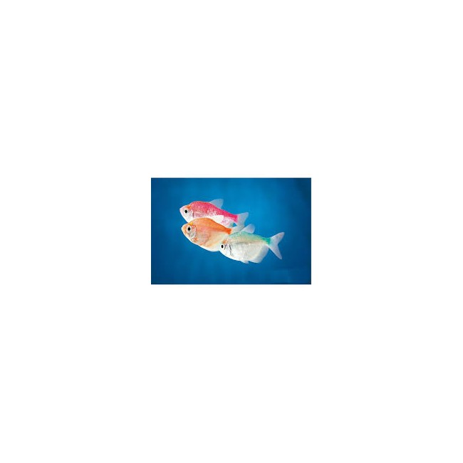 Tetra Viuda Color