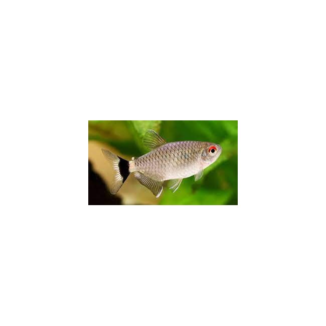 Tetra Ojo Rojo