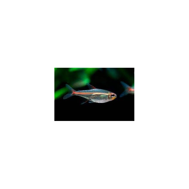 Tettra Glow ligth
