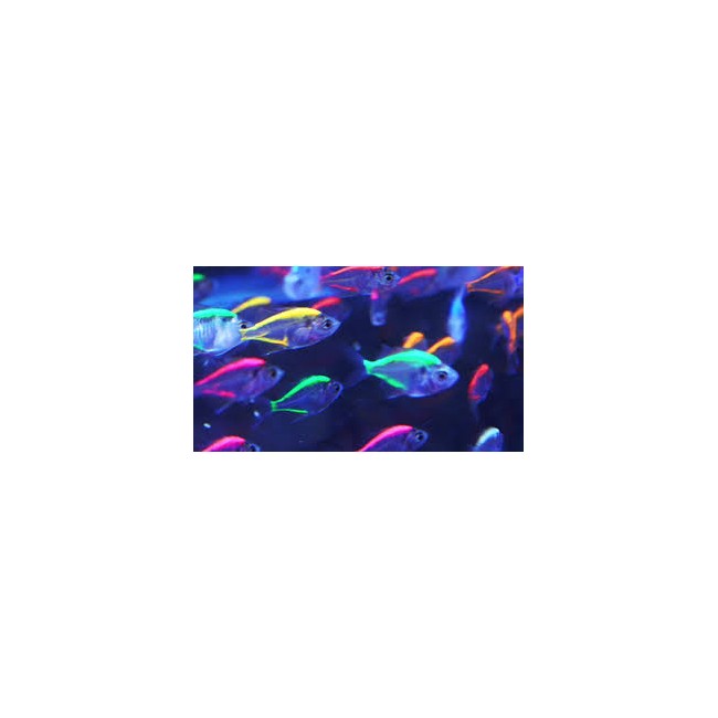 Tetra cristal Pintado