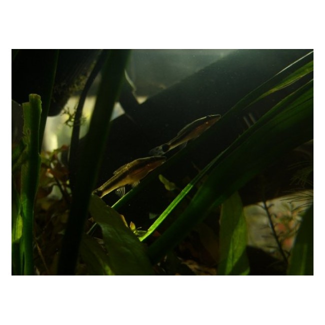 Pez Otocinclus