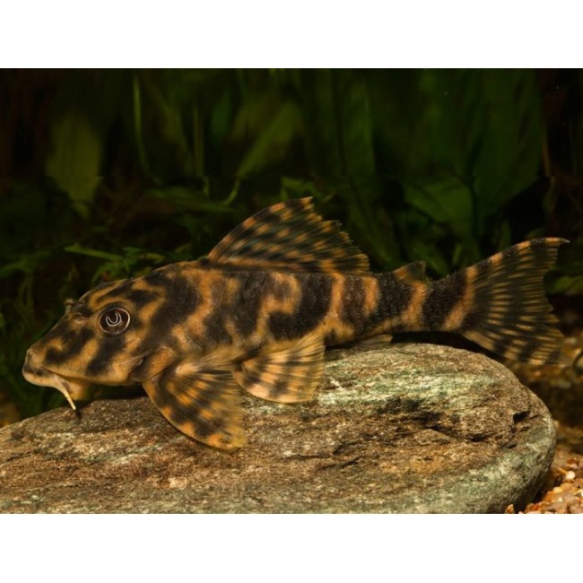 Pez Plecostomus Vitata