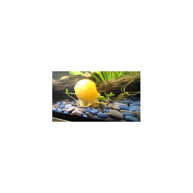 Caracol Manzana