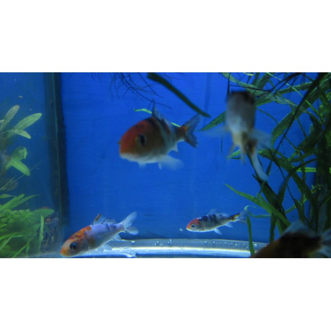 Pez Koi Tricolor