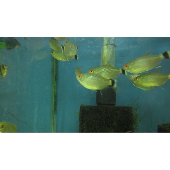 Tetra Ojo Rojo