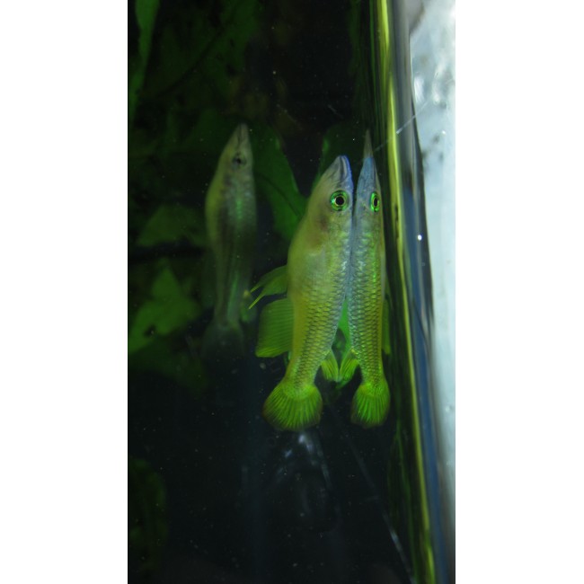 Killie Fish