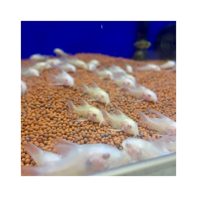 Pez Corydora Albina Velifera