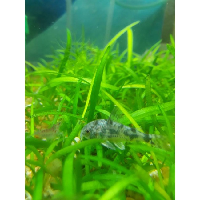 Pez Corydora Paleatus