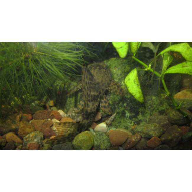 Pez Plecostomus
