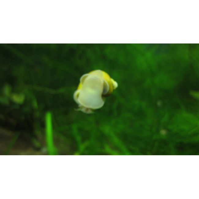 Caracol Manzana