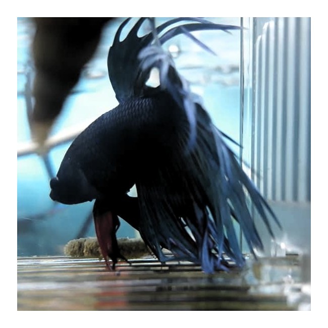 Pez betta Crowntail