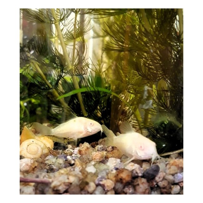 Corydora Albina