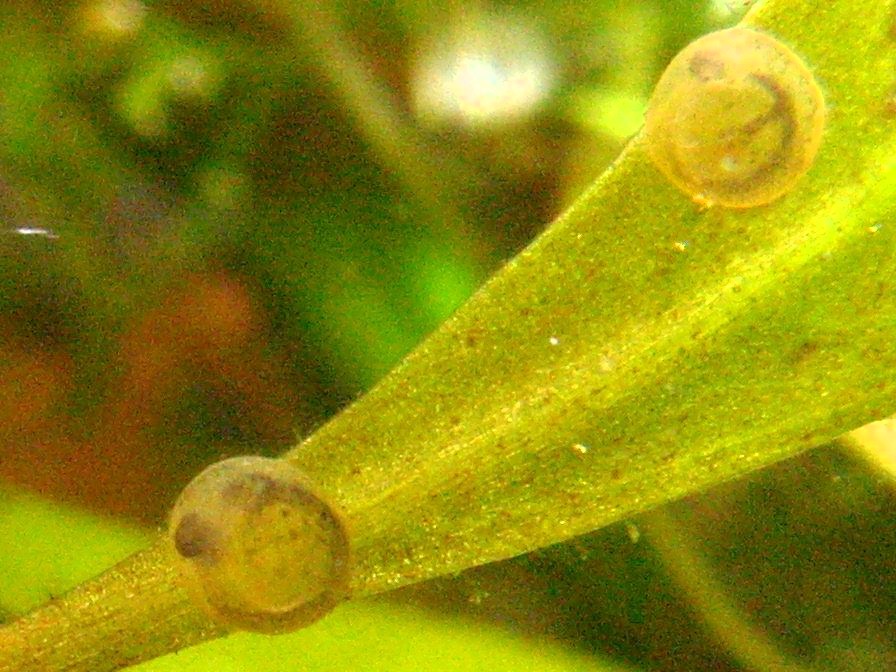 FotoOcl