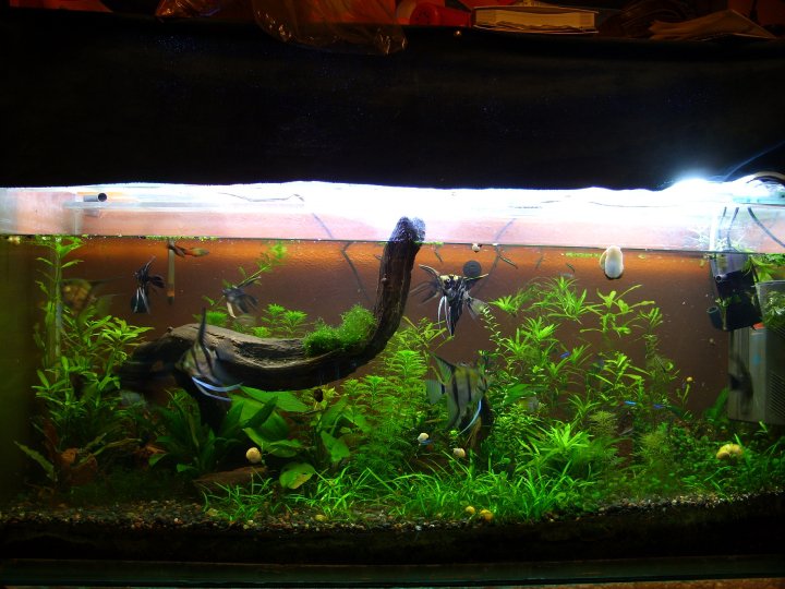 Como aclimatar tus peces